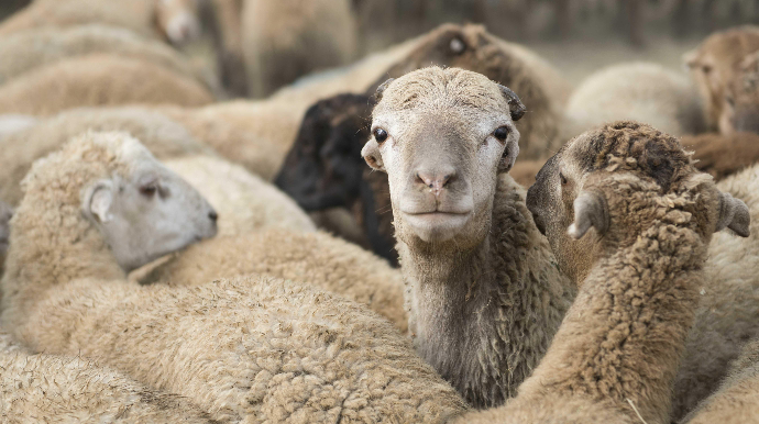 Qurban bayramı ilə əlaqədar onlayn satış yarmarkası təşkil olunacaq