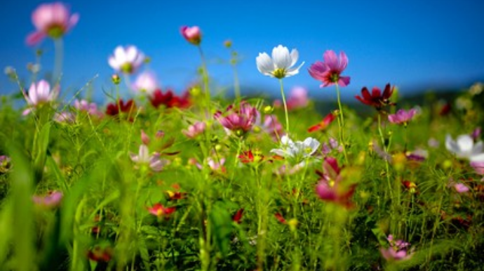 Bazar günü üçün hava proqnozu açıqlanıb