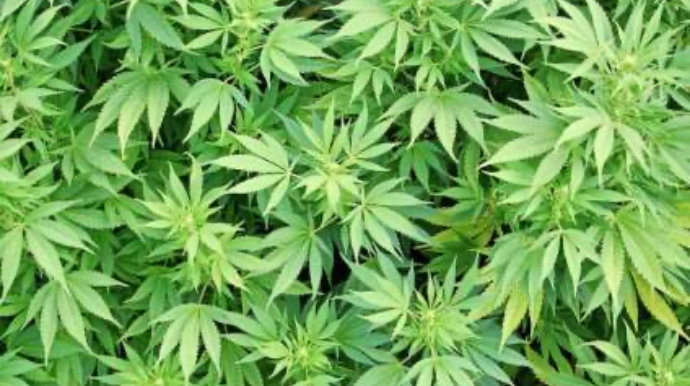 Xudat şəhər sakininin həyətyanı sahəsindən narkotik vasitə müsadirə olunub