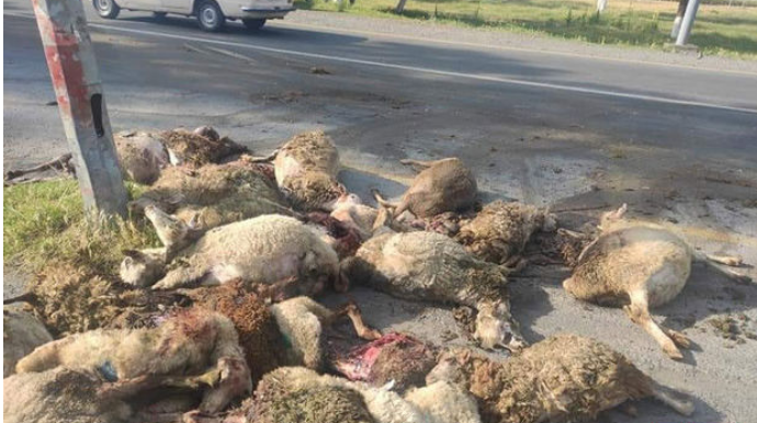 Zaqatalada avtomobil qoyun sürüsünə çırpıldı   - FOTO