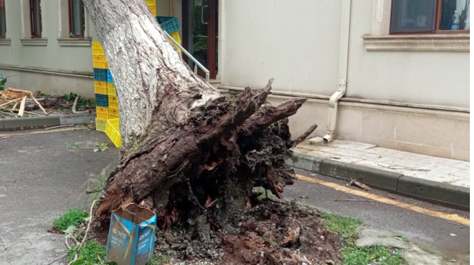 Küləyə görə Qaxın beş kəndinin elektrik təchizatı kəsilib