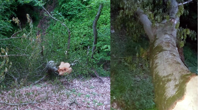 Cəlilabad meşələrində ağaclar qanunsuz olaraq kəsilir? - FOTO