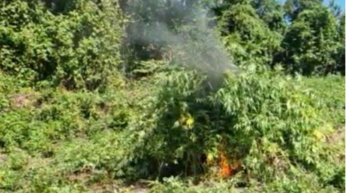 Kəlbəcərdə çətənə kolları məhv edilib 