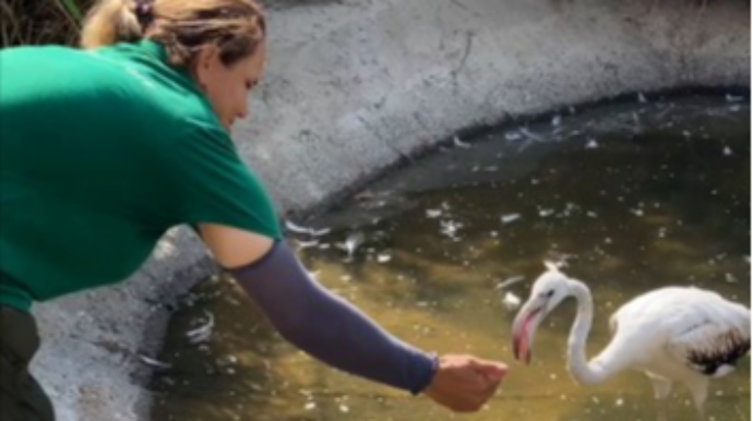 "Çənlibel" restoranında qanunsuz saxlanılan heyvanlar xilas edildi - FOTO