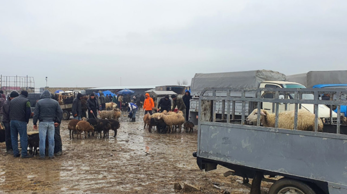 AQTA heyvan bazarlarında yoxlama keçirdi - Çatışmazlıqlar üzə çıxdı 