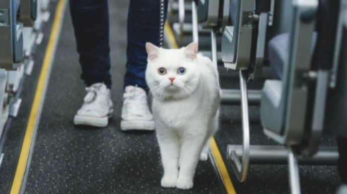 İstanbul hava limanında pişik təyyarənin uçuşunu pozub 