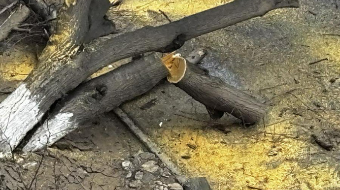 В Гарачухуре дерево упало на дорогу: движение ограничено - ФОТО