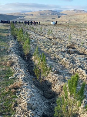 Xızı polisi ağacəkmə aksiyasında iştirak edib - FOTO