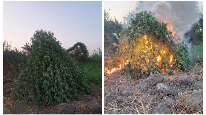 Sabirabadda 2 tondan çox çətənə bitkisi məhv edildi 