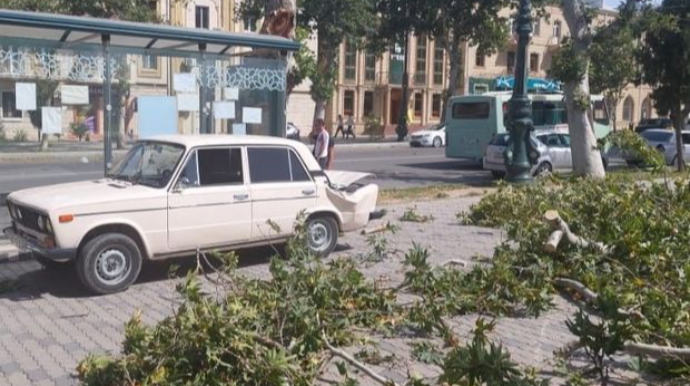 Gəncədə güclü külək nəticəsində ağac avtomobilin üstünə aşıb  - FOTO