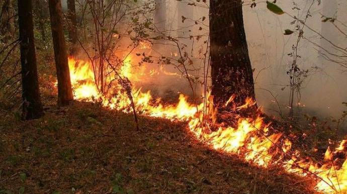 Пожар в лесной зоне Баку локализован - ВИДЕО