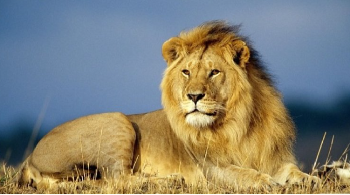 Niyə şir heyvanlar aləminin padşahı sayılır? 
