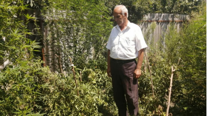 İsmayıllıda evini narkotik plantasiyasına çevirən şəxs TUTULDU   - FOTO