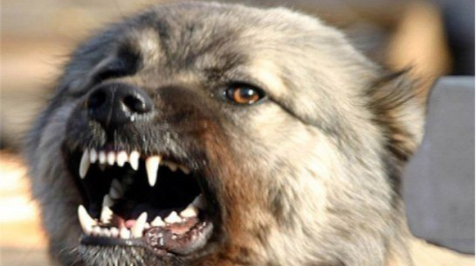 Mingəçevirdə 12 yaşlı oğlanı it dişləyib