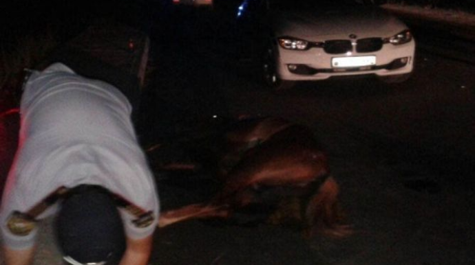 В Ширване автомобиль сбил всадника на коне