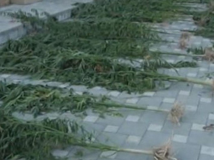 İstixanada yetişdirilən 10 kilo marixuana: Ailə üzvlərimə gül olduğunu demişdim...