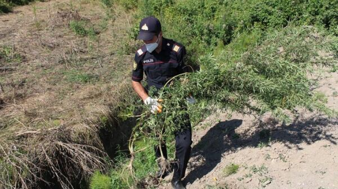 Şabranda çətənə kolları məhv edildi - DİN 