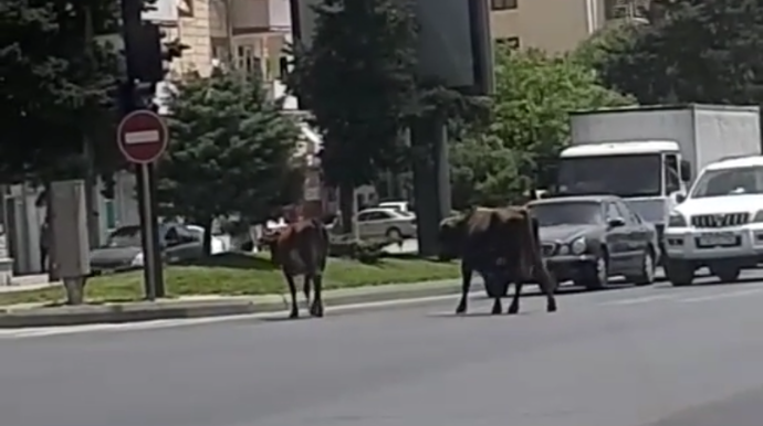 Paytaxtın mərkəzində biabırçı mənzərə; küçələrdə otarılan inəklər  - VİDEO