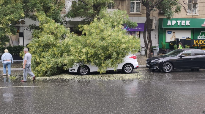 Bakıda ağac avtomobilin üzərinə aşıb  - FOTO