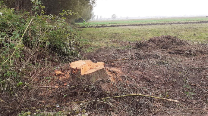 Zərdabda söyüd ağaclarını kəsən şəxs saxlanıldı 