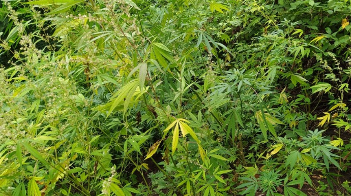 Dağlıq ərazidə narkotik tərkibli bitkilər yetişdirən həmkəndlilər saxlanılıb