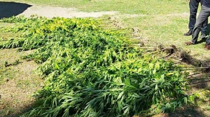 Ağdaşda narkotik və “patı” satışı ilə məşğul olan şəxslər saxlanılıb  - FOTO