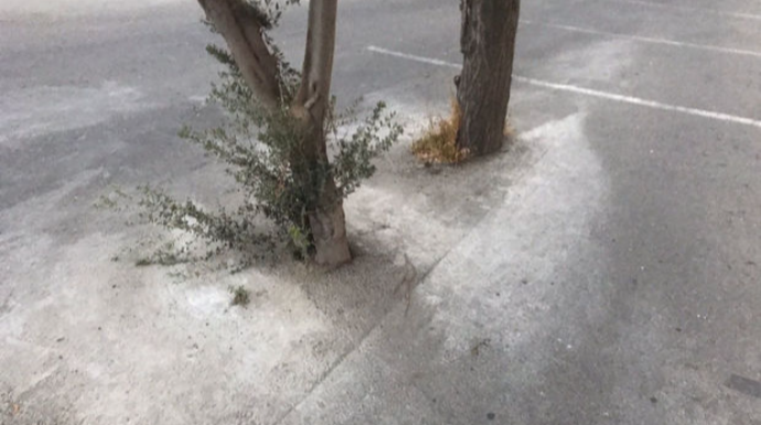 Bakıda ağacların dibi betonlanıb:  Yaşıllaşdırma idarəsindən AÇIQLAMA  - FOTO