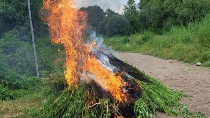 В Лачынском районе уничтожено более тонны дикорастущей конопли 
