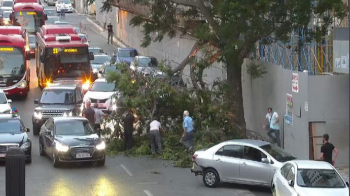 Bakıda külək ağacı yola aşırıb 