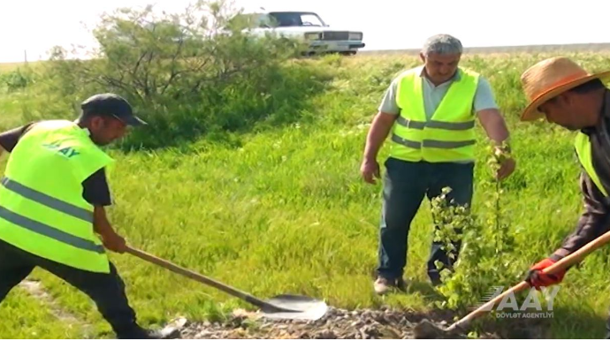 “Yaşıl dünya naminə həmrəylik ili” çərçivəsində ağacəkmə aksiyası keçirildi - VİDEO 