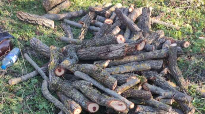 Qanunsuz ağac kəsənlər və ətraf mühiti çirkləndirənlər cəzalandırıldı  - FOTO