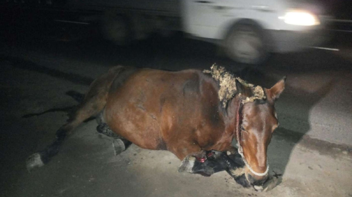 Tovuzda maşın atla toqquşdu - Xəsarət alanlar var 