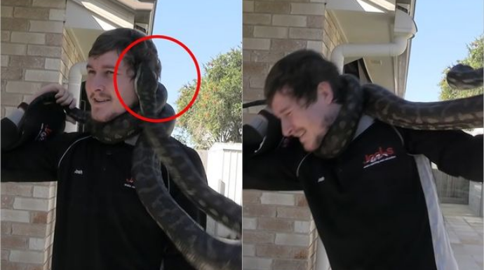 Lovğalığı başına bəla oldu: Piton gicgahından dişlədi  - FOTO