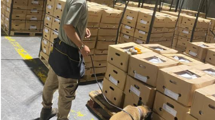 Limandakı gəmidə 1 ton 700 kiloqram kokain aşkarlanıb 