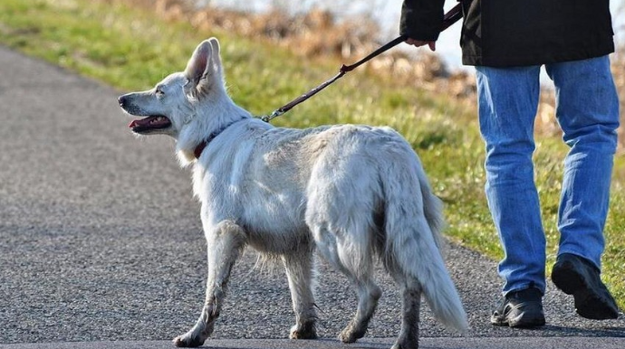 İtlərin küçədə gəzdirilməsi qadağan edilib
