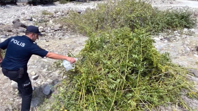 Polis 1 tondan çox çətənə kolunu məhv etdi