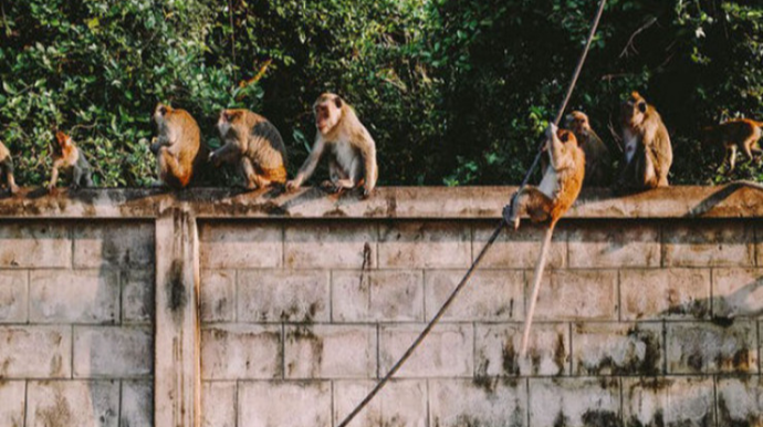 Meymun 4 aylıq körpəni valideynindən alıb DAMDAN ATDI 