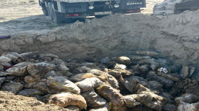 Minlərlə ton kartof məhv edildi  - FOTO
