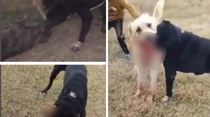 Приняты меры в отношении устроителя собачьх боев и его родителя - ВИДЕО 