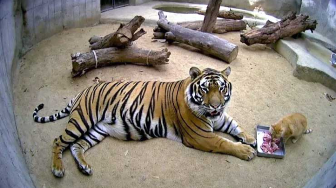 Dünyanın ən qorxmaz pişiyi: Görənləri şoka salır - FOTO 