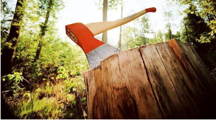 Şəkidə ağac kəsənlərlə bağlı cinayət işi başlandı