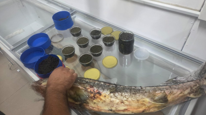 Qanunsuz nərə balığı və kürüsü satan şəxslərlə bağlı reydlər davam edir - FOTO