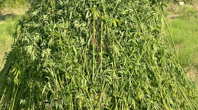 Ağcabədidə 4 ton çətənə MƏHV EDİLDİ - FOTO