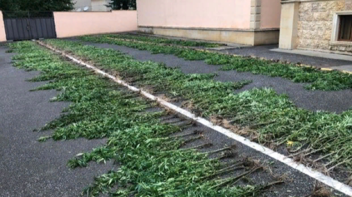 Meşədə narkotik plantasiyası salan şəxslər ələ keçdi - FOTO