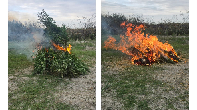Sabirabadda 2 ton yabanı çətənə bitkisi məhv edildi 