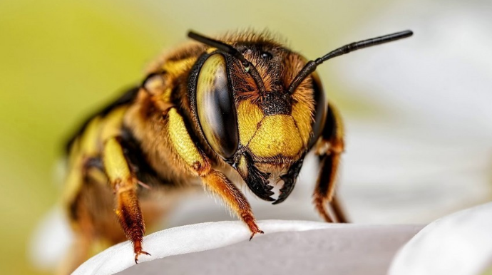 Bakıda 62 yaşlı kişi arı sancmasından ölüb