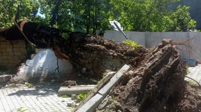 İsmayıllıda güclü külək irigövdəli ağacları aşırıb - FOTO 