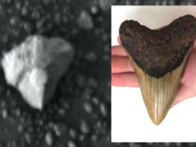 Marsda nəhəng heyvanın dişi tapılıb