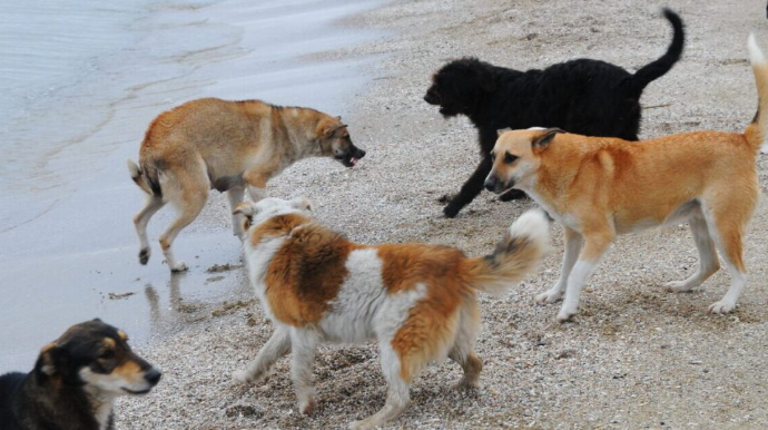 Şəkidə iki nəfərə it hücum etdi