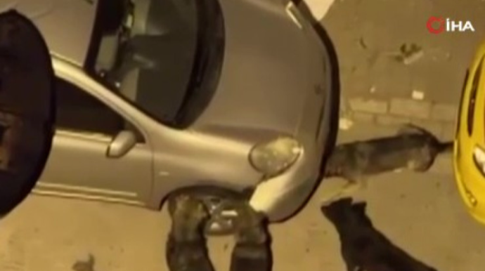 İtlər park edilmiş maşını parçaladı  - VİDEO